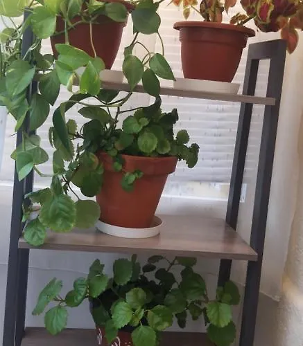 7 Pinos De Gredos * Navarredonda de Gredos